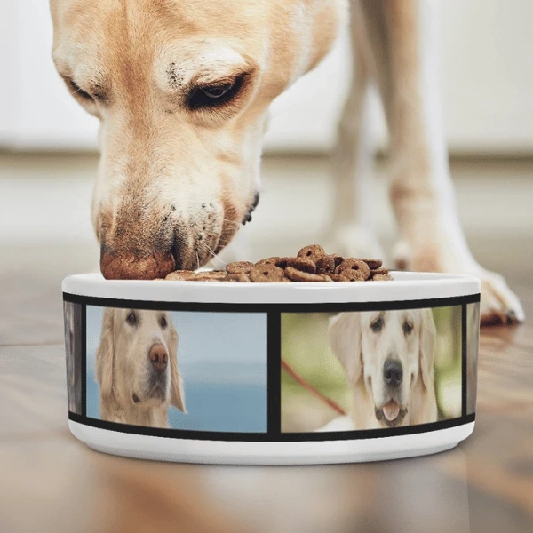 Pet Bowls
